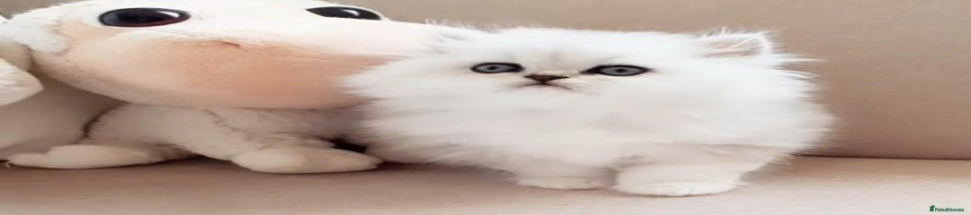 Persian Kitten 1