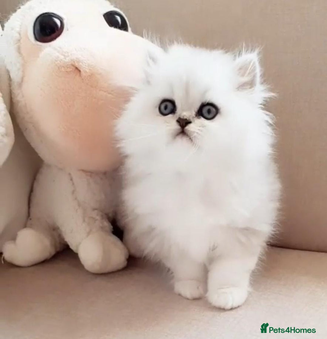 Persian cats for sale: Persian kittens  - Image 17