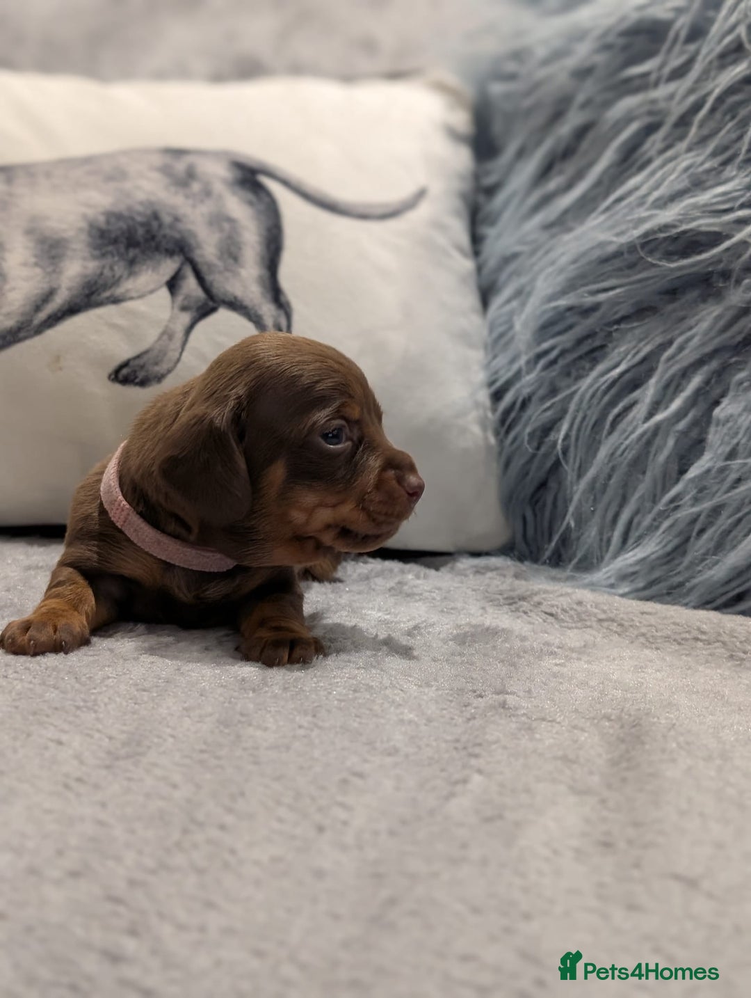 Miniature Dachshund dogs for sale: Adorable little of miniature daschunds  - Image 7