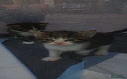 Bengal cats for sale: Male/Femal - Image 4