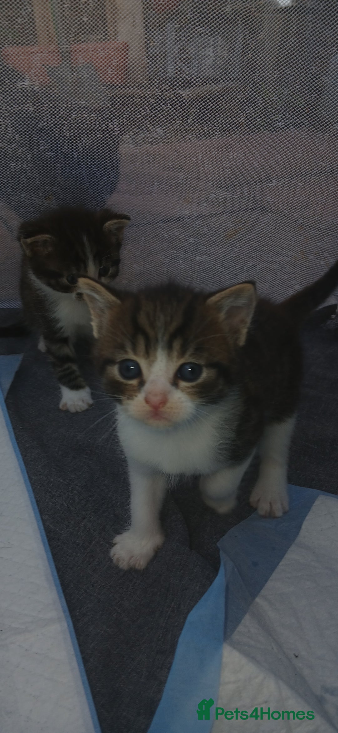 Bengal cats for sale: Male/Femal - Image 4