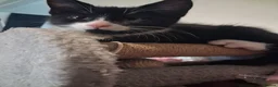 Mixed Breed cats for sale: Beautiful.cuddly and playful mixed kittens  - Advert 12