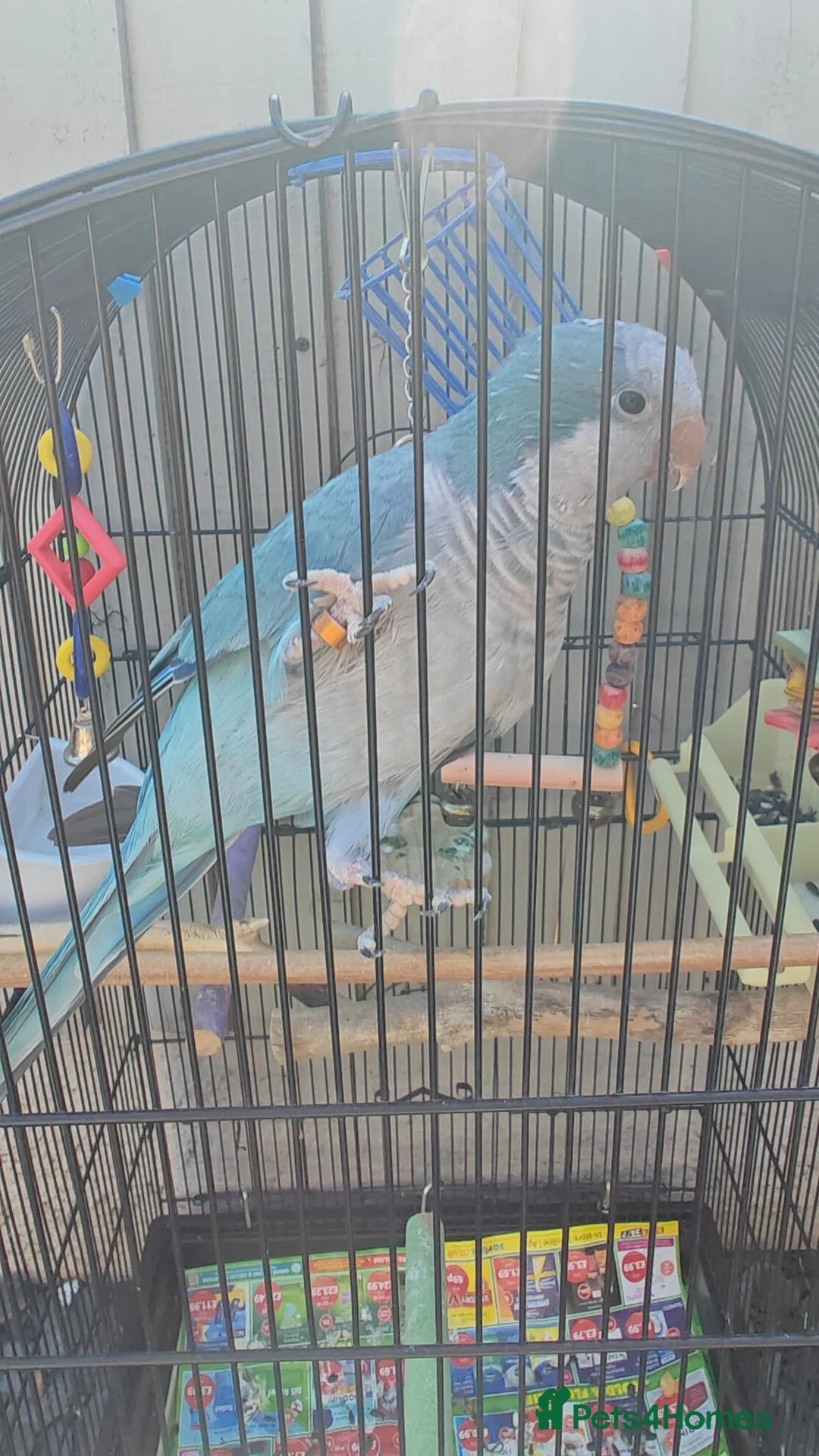 Parrots birds for sale: Blue quaker parrot - Advert 2