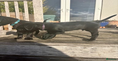 Labrador Retriever dogs - Advert 9