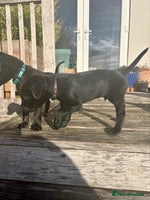 Labrador Retriever dogs - Advert 2