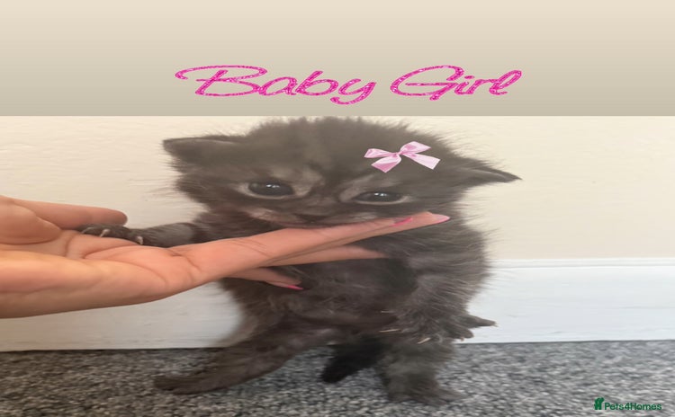 Scottish Fold cats - Advert 2