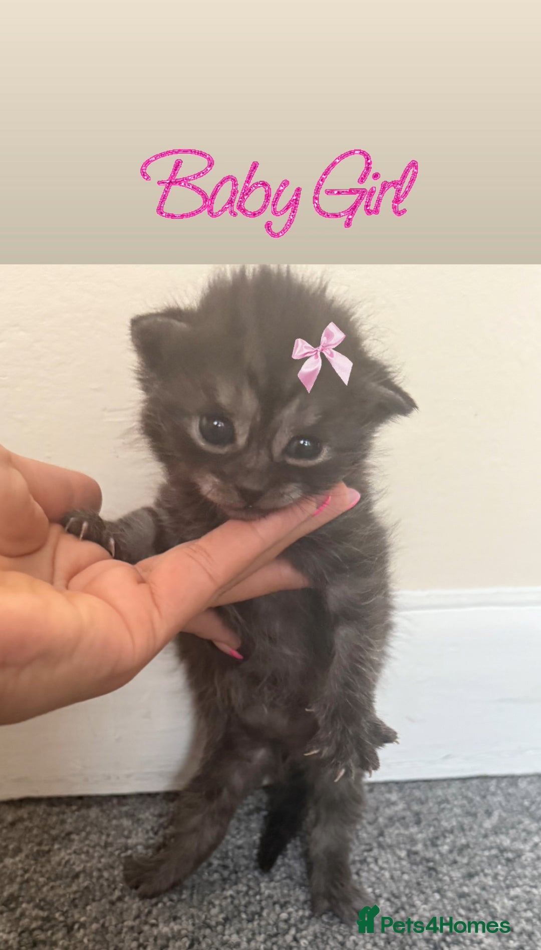 Scottish Fold cats for sale: ScottFord and British longhair  - Image 2