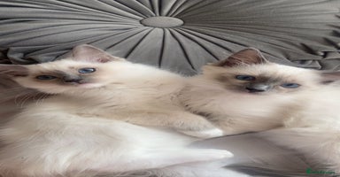 Ragdoll cats - Advert 4