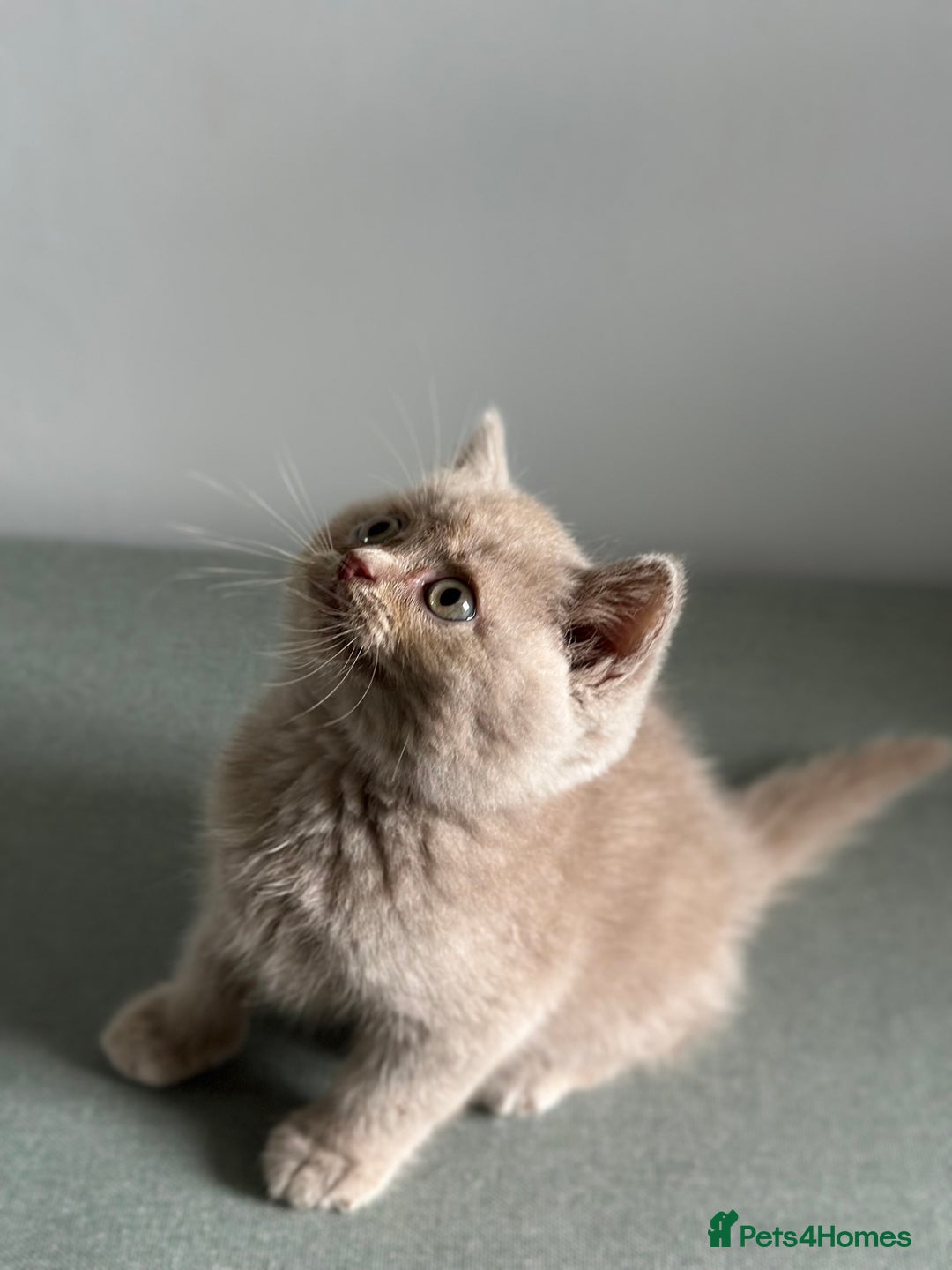 British Shorthair cats for sale: 🌈Beautiful Full Pedigree British Shorthairs 🌈🐱 - Image 35