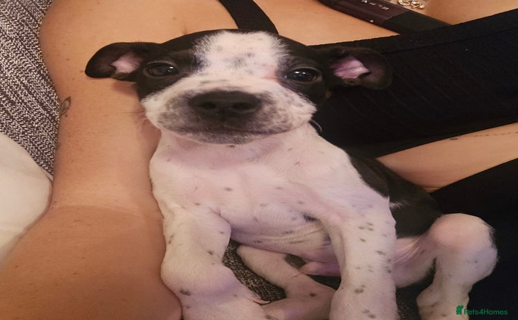 Mixed Breed dogs in Mansfield - Advert 5