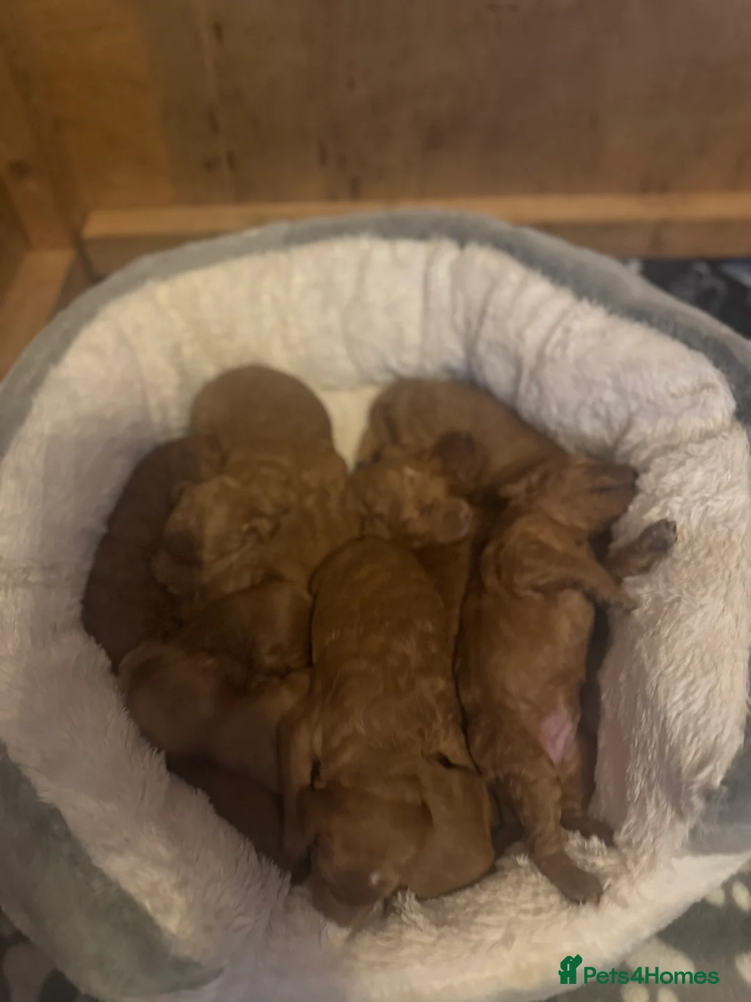 Cockapoo dogs for sale: Loving Cockapoo puppies  - Advert 2