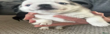 Chug 3