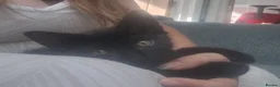 Mixed Breed cats for sale: Last little black male kitten with tabby markings  - Advert 10