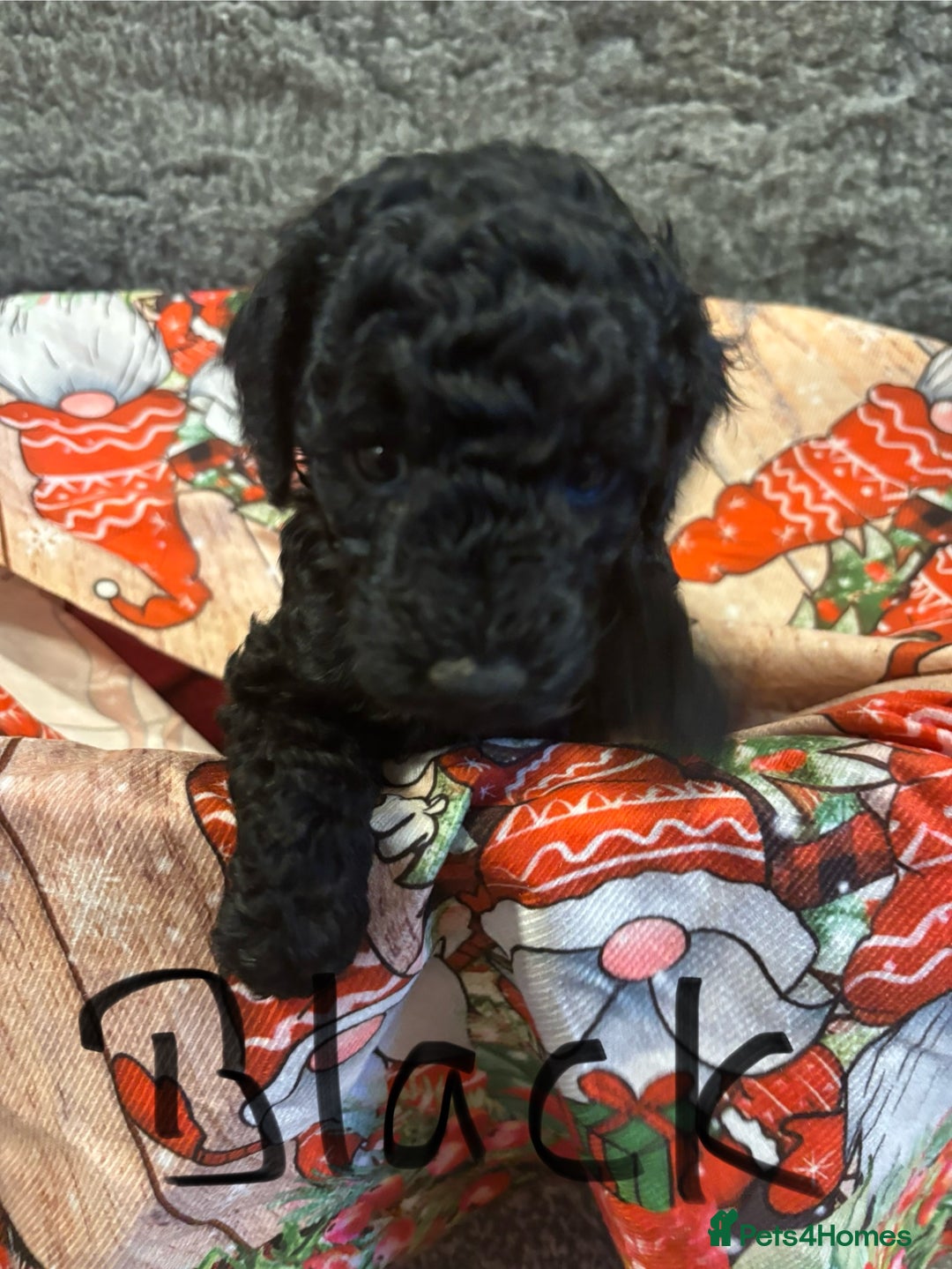 Miniature Poodle dogs for sale: Miniature poodles looking for forever home - Advert 9