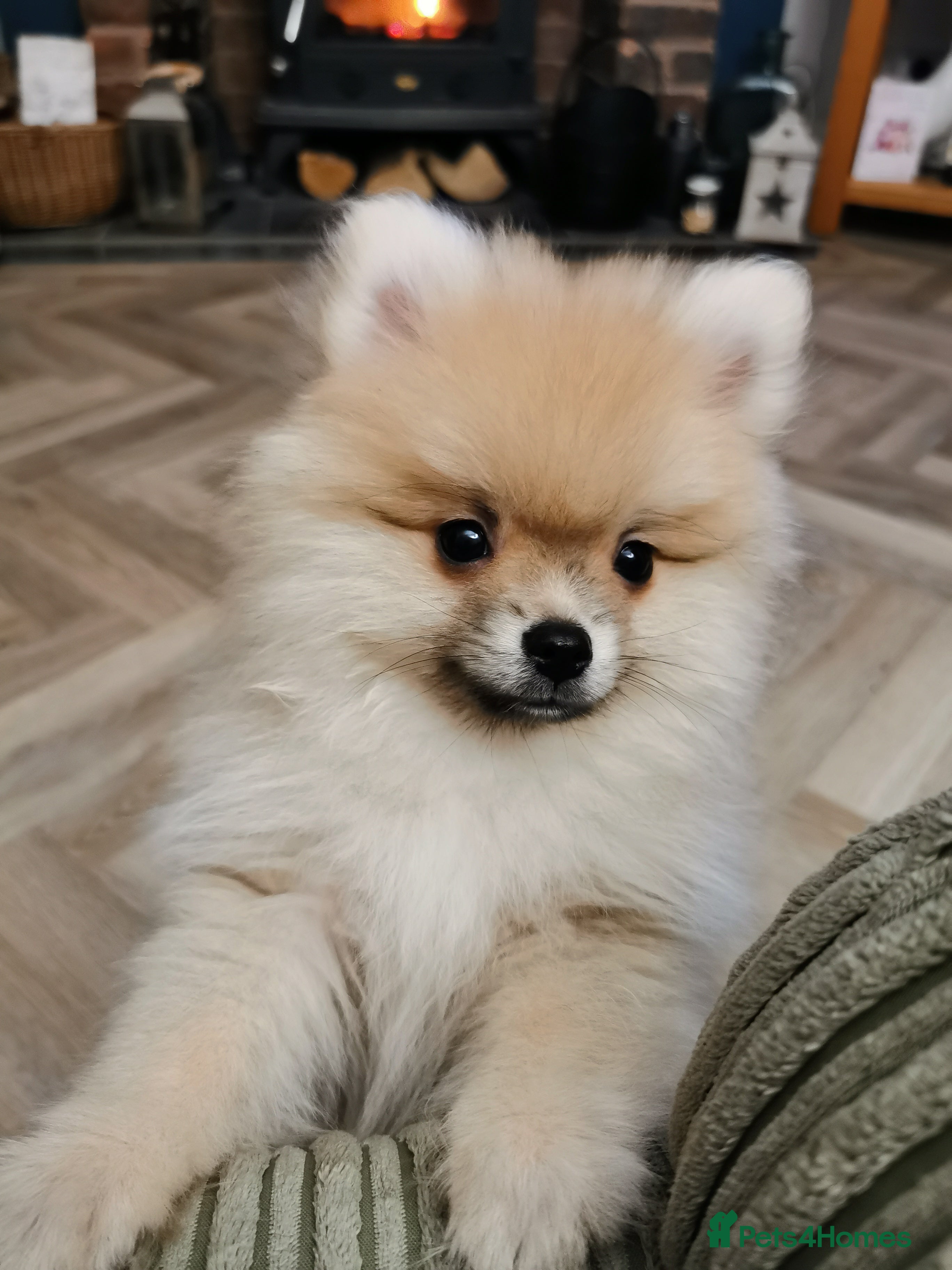 Pomeranian dogs Pomeranian male KC puppy  - Advert 17