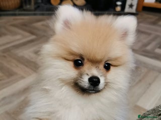 Pomeranian dogs Pomeranian male KC puppy - Advert 4