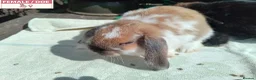 Mini Lop rabbits for sale: Pretty Female & Male Baby Rabbits - Advert 13