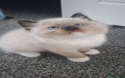 Ragdoll cats for sale: GCCF beautiful seal white bi-colour/point mitted - Image 26
