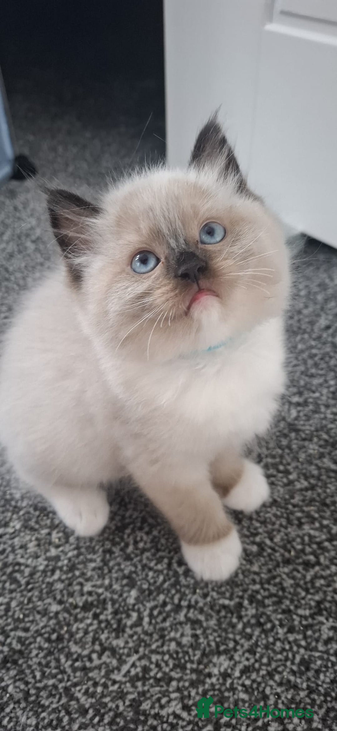 Ragdoll cats for sale: GCCF beautiful seal white bi-colour/point mitted - Image 26