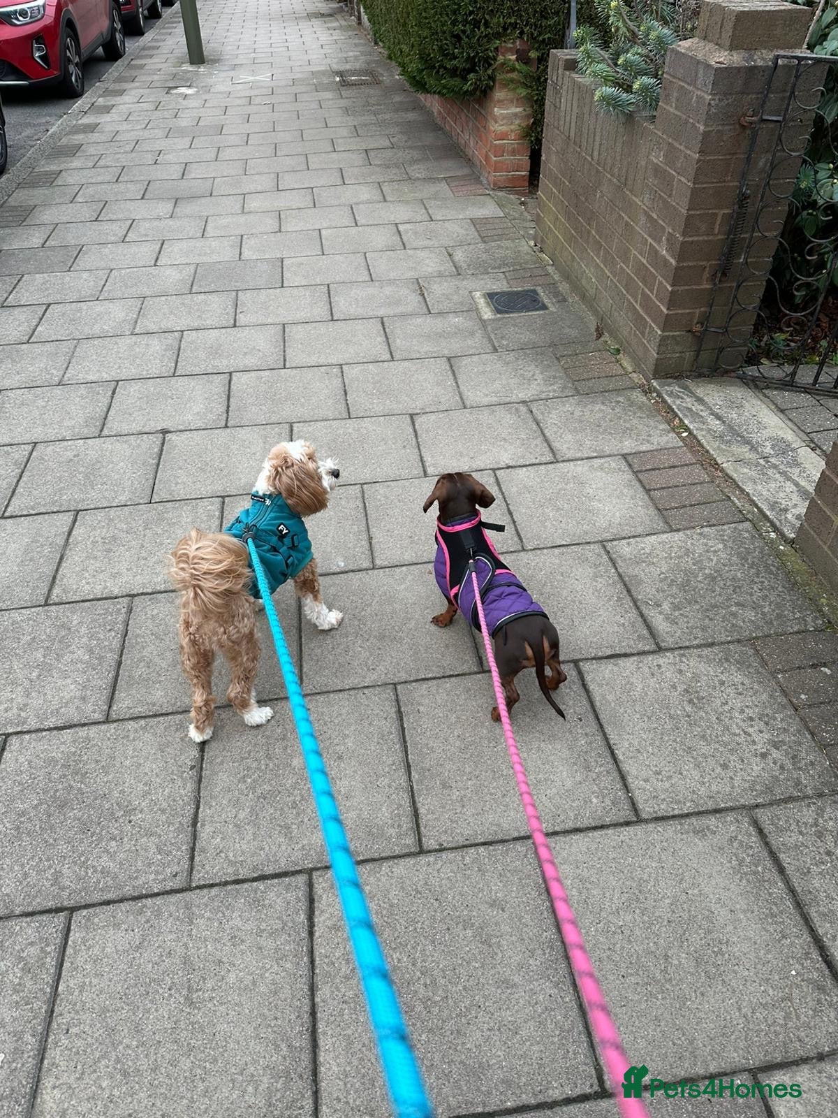 Miniature Dachshund dogs for sale: Only star home for my miniature Dachshund Bella! - Advert 8