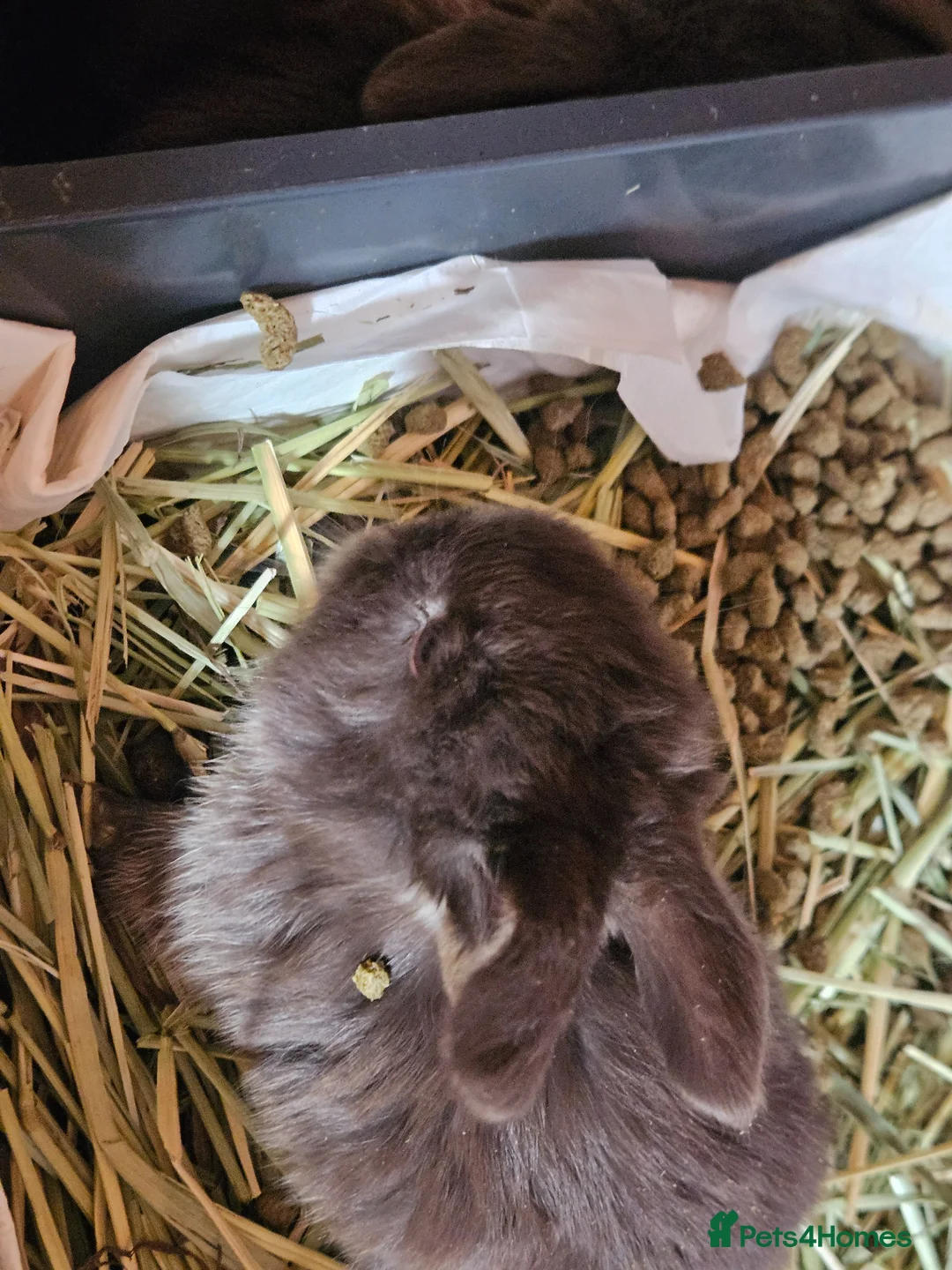Mini Lop rabbits for sale: Baby min lops  in Folkestone - Advert 15