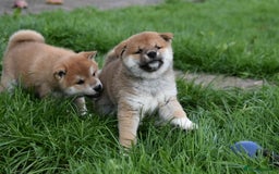 Japanese Shiba Inu dogs for sale: Health tested Japanese Shiba Inu Puppies - Image 25