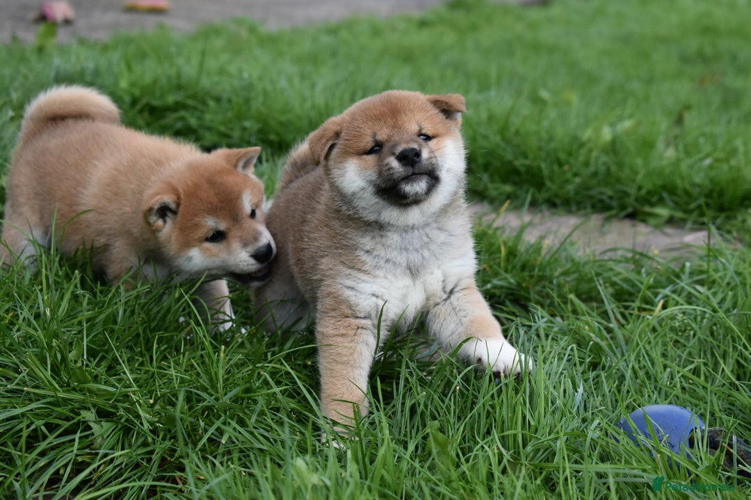 Japanese Shiba Inu dogs for sale: Health tested Japanese Shiba Inu Puppies - Image 25