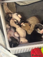 Welsh Corgi Pembroke dogs KC registered PEMBROKESHIRE CORGI puppies. 2M 4F - Advert 2