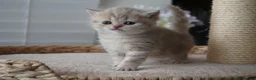 Munchkin cats for sale: ⚜️Rare munchkins⚜️ - Advert 13