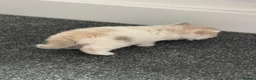 British Shorthair cats for sale: Ready end June !TICA SGC & CH daughter,stunning! - Advert 11