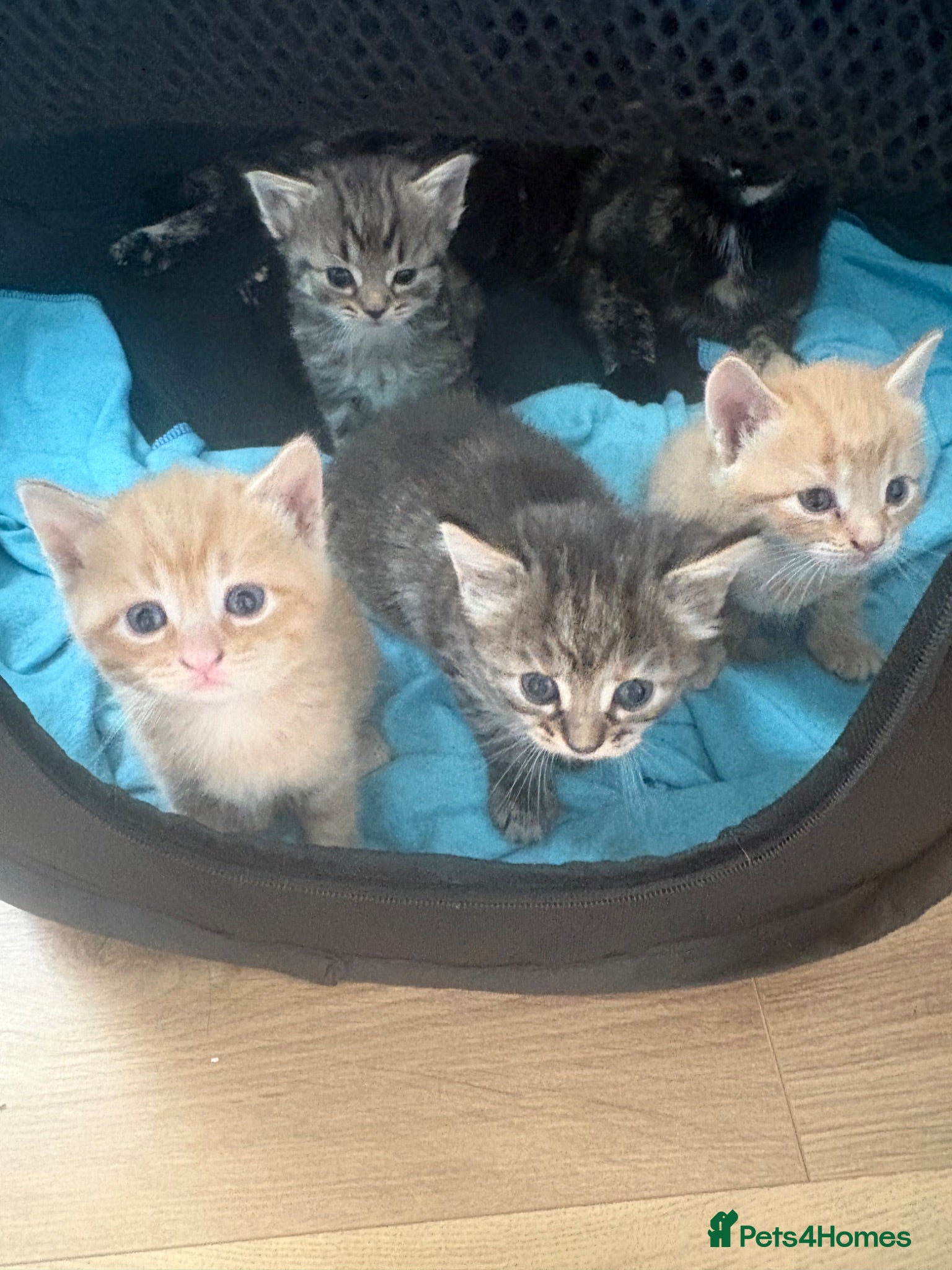 Mixed Breed cats Beautiful litter of kittens ginger mixed bengal - Advert 4