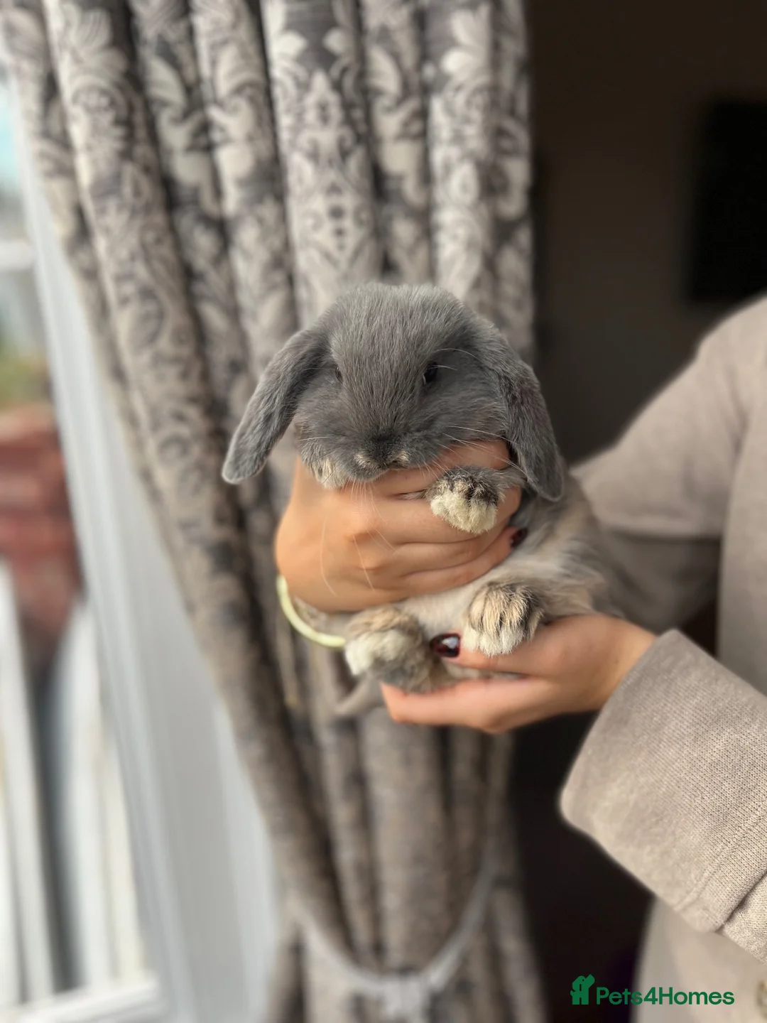Mini Lop rabbits for sale: Baby Mini Lops - Advert 5