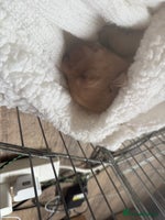 Labrador Retriever dogs Fox red KC registered Labradors working line - Advert 5