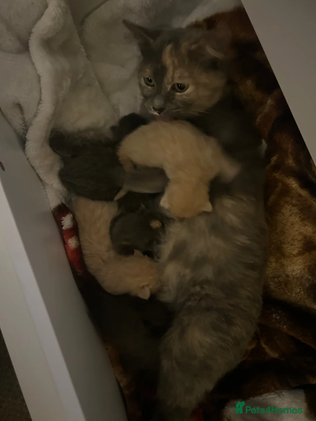 RagaMuffin cats for sale: Beautiful 3/4 ragdoll kittens for sale - Advert 1