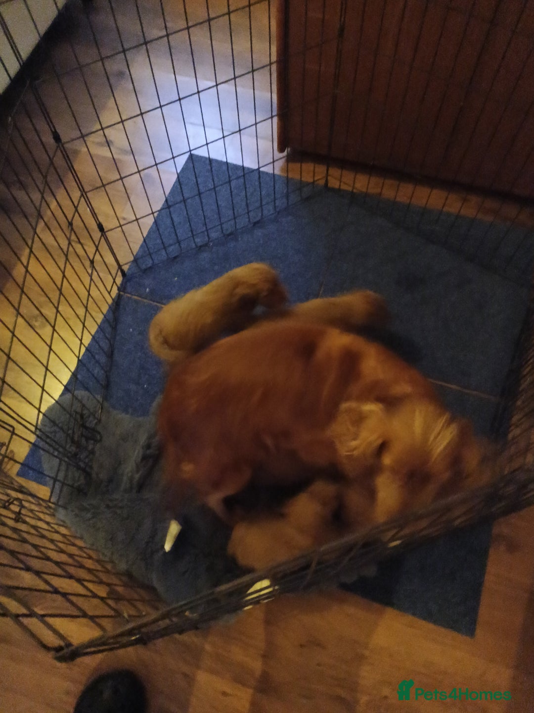 Cockapoo dogs for sale: Cockapoo girl red f1  - Advert 2