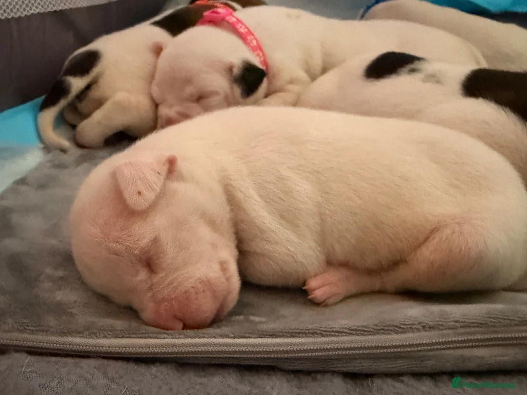 American Bulldog dogs for sale: American Bulldog Puppies in Bellshill - Advert 2