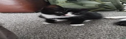 Mixed Breed cats for sale: Tuxedo black and white kittens - Advert 15