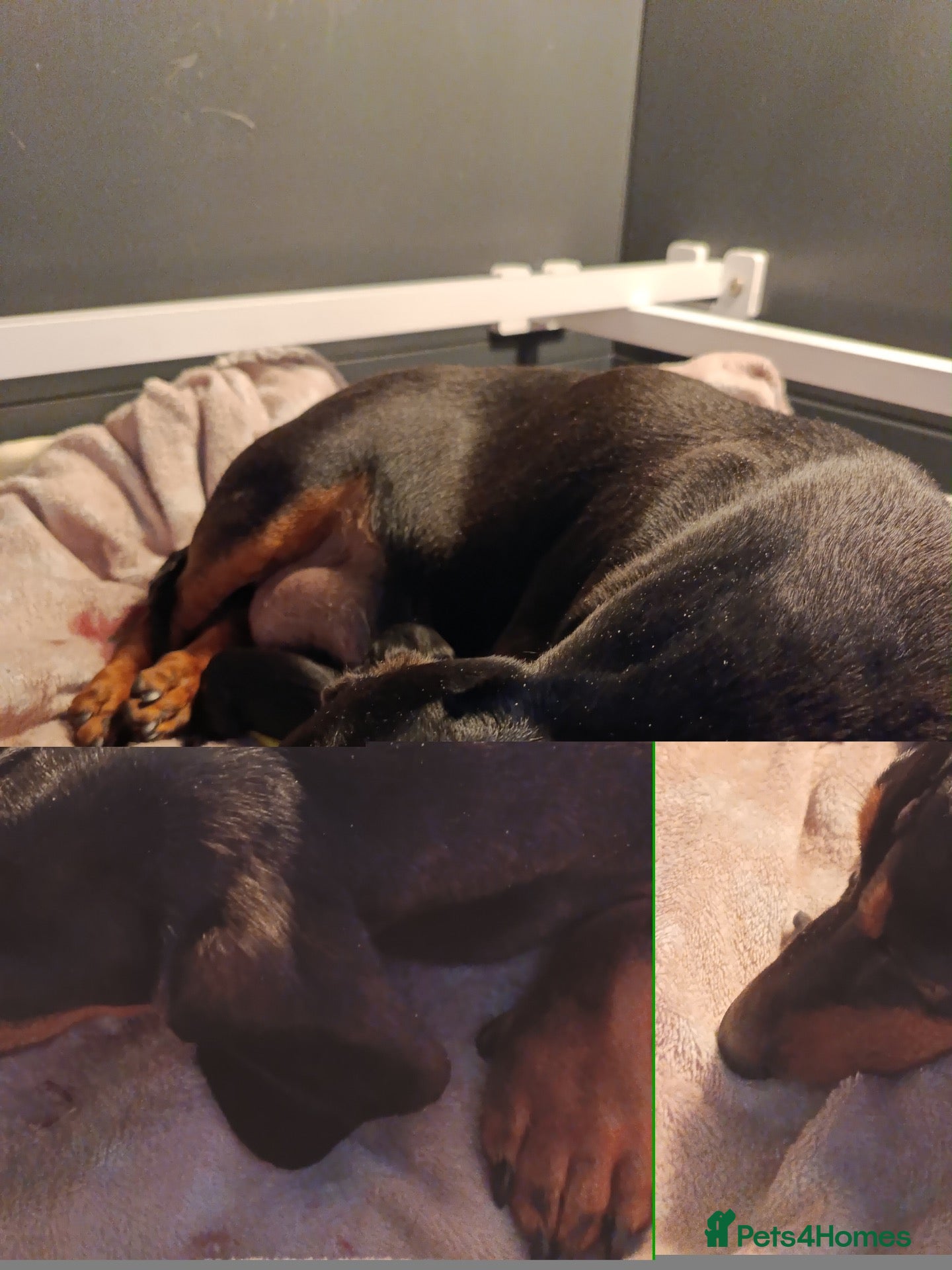 Miniature Dachshund dogs BEAUTIFUL PETIT LITTER OF MINI KC REG PRA CLEAR - Advert 2