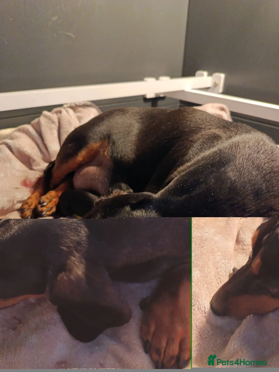 Miniature Dachshund dogs for sale: BEAUTIFUL PETIT LITTER OF MINI KC REG PRA CLEAR - Advert 2