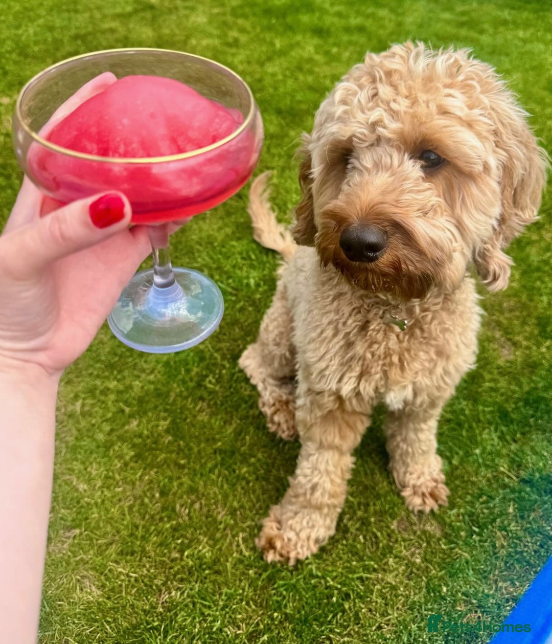 Cockapoo dogs for sale: Mylo. 2 year old Cockapoo for sale - Image 3