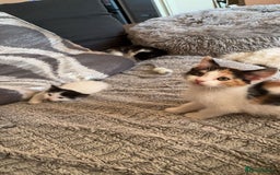 Turkish Van cats for sale: Beautiful babies ready for forever homes - Image 3