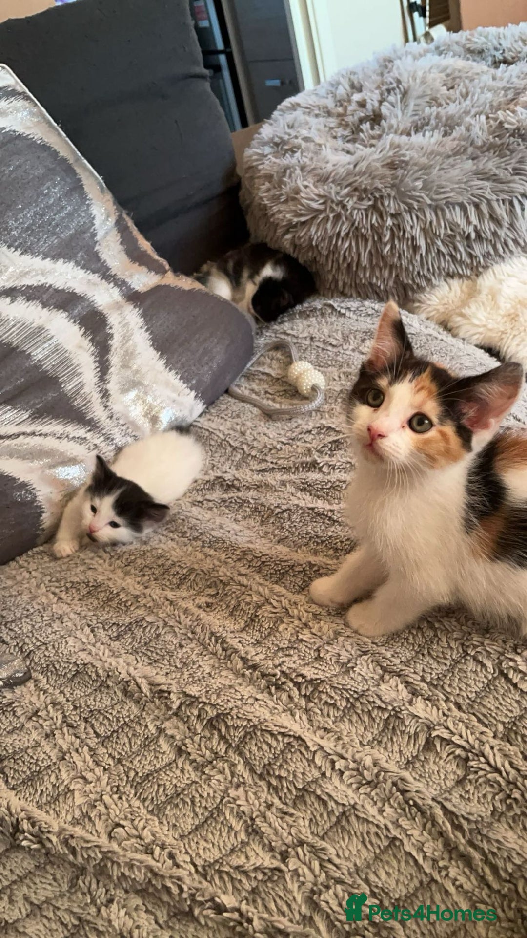 Turkish Van cats for sale: Beautiful babies ready for forever homes - Image 3