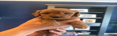 Cavapoo 4