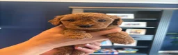 Cavapoo dogs for sale: F1B CAVAPOO PUPPIES - Advert 27