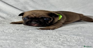 French Bulldog dogs - Advert 4