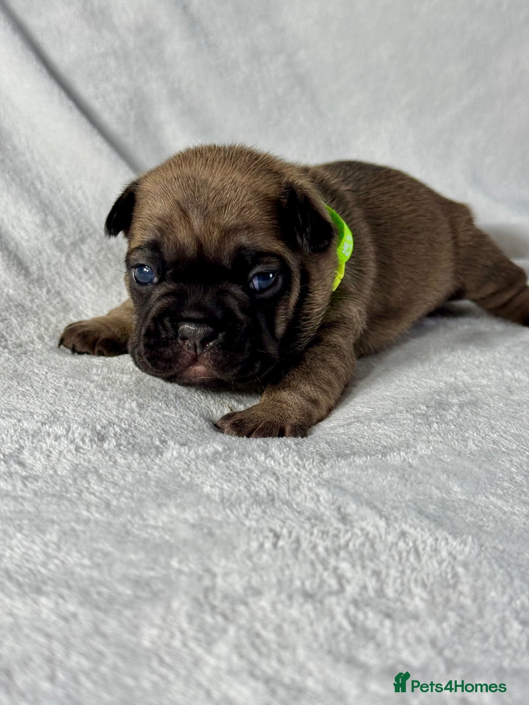French Bulldog dogs for sale: Four beautiful healthy female French Bulldogs - Image 3