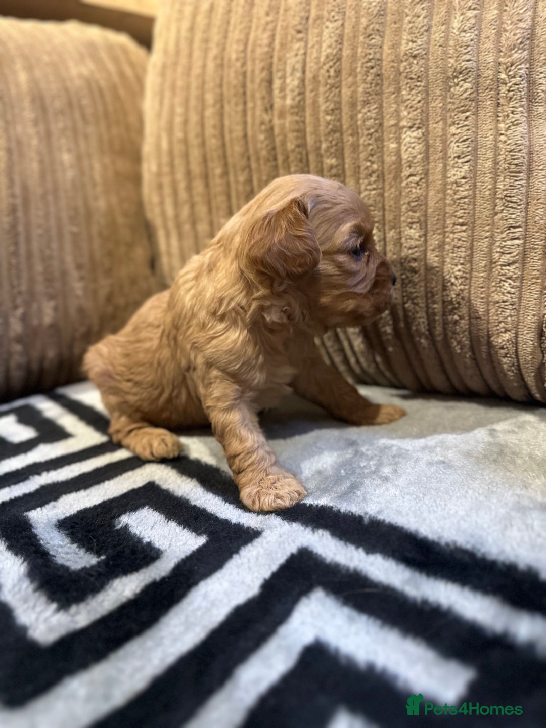 Cavapoo dogs for sale: 🐶 Beautiful Red Cavapoo Puppies – Ready November  - Image 27