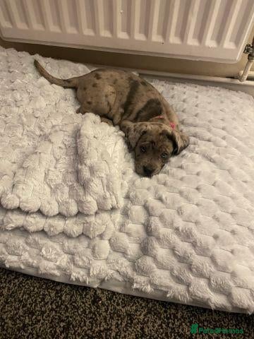 Cane Corso dogs for sale: Male merle corso - Advert 13