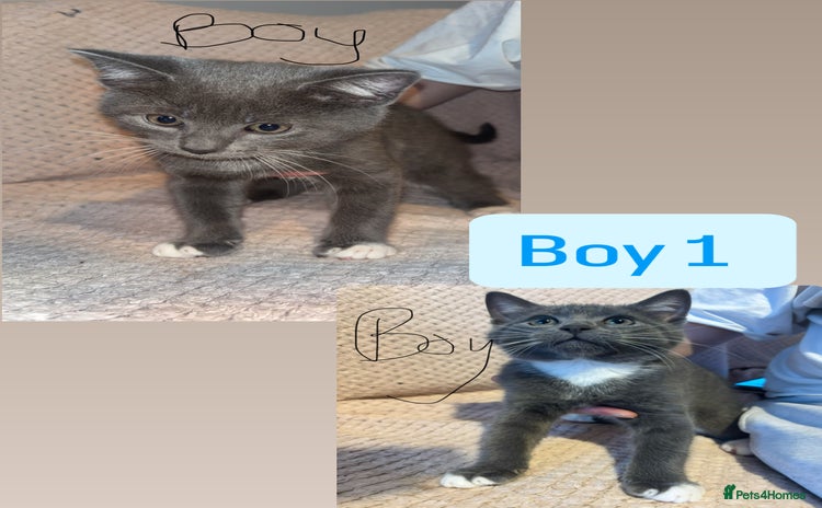 British Shorthair cats 4 beautiful kittens for sale  - Advert 8