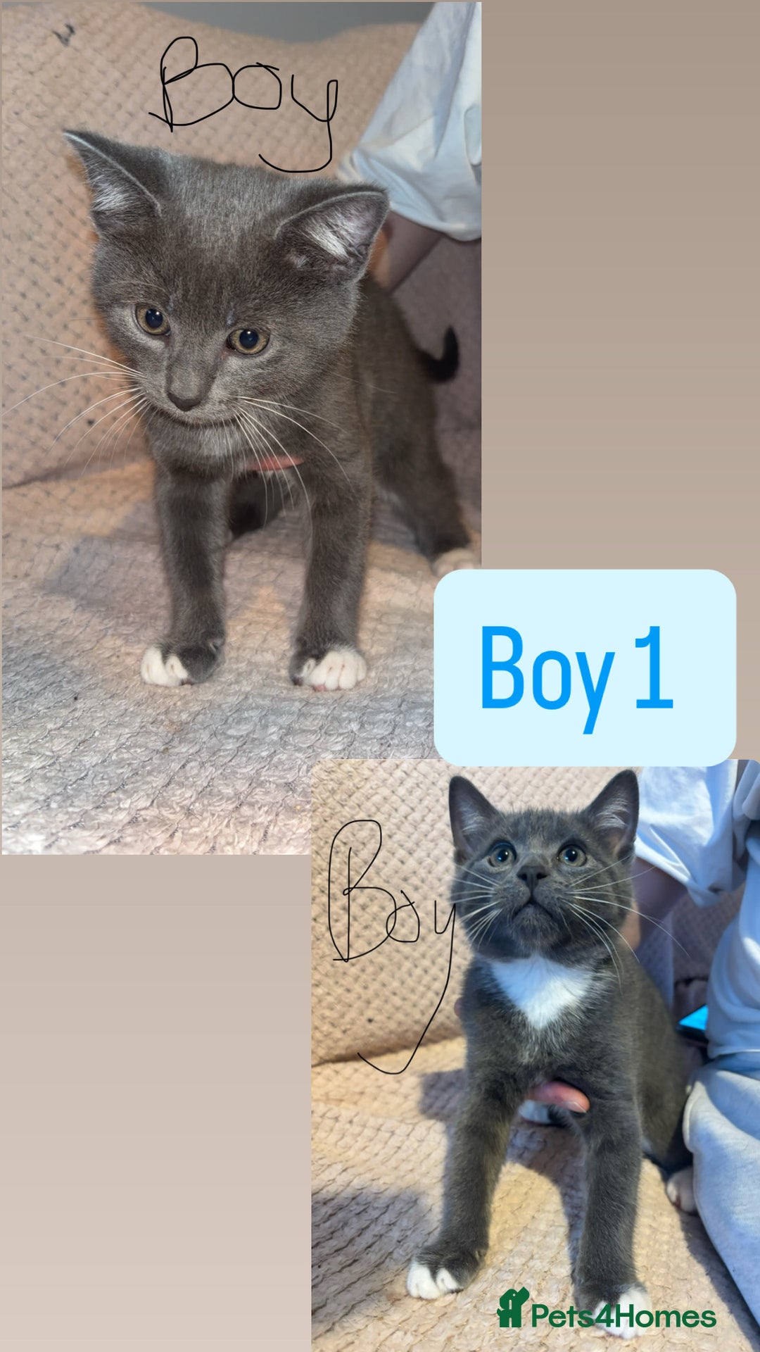 British Shorthair cats for sale: 4 beautiful kittens for sale  - Advert 1